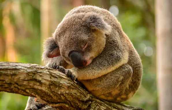 Greens, tree, sleep, Koala