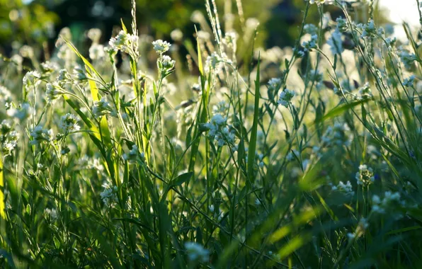 Picture flower, field, meadow, blooming