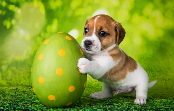 Greens, look, pose, holiday, egg, dog, spring, baby