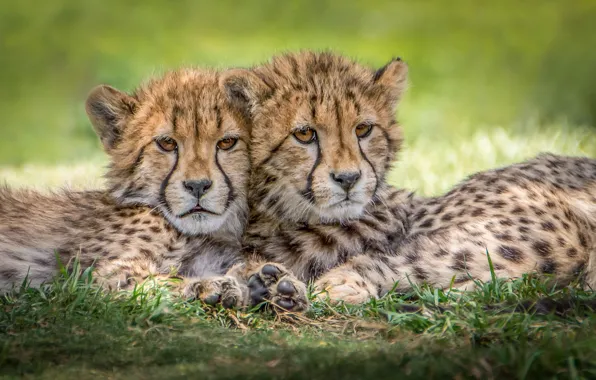 Predators, Cheetah, cubs