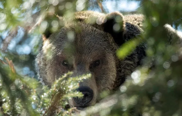 Look, face, bear, beast, grizzly, bokeh