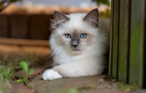 Cat, cat, look, nature, kitty, Board, the fence, lies
