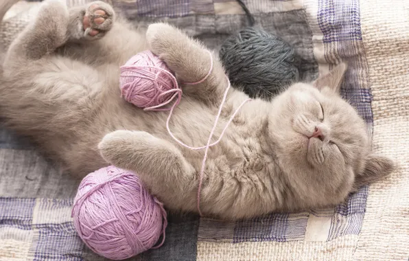 Cat, tangle, pose, kitty, stay, sleep, sleeping, bed