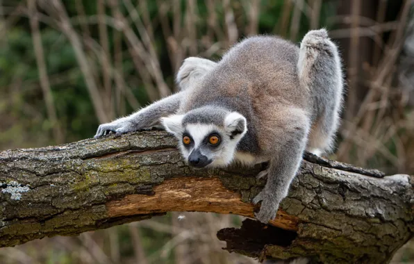Picture pose, paws, lemur, log