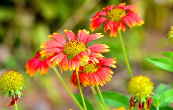 Field, nature, petals, garden, stem, meadow