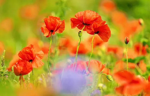 Summer, flowers, bright, Maki, meadow, red, bokeh, poppy field