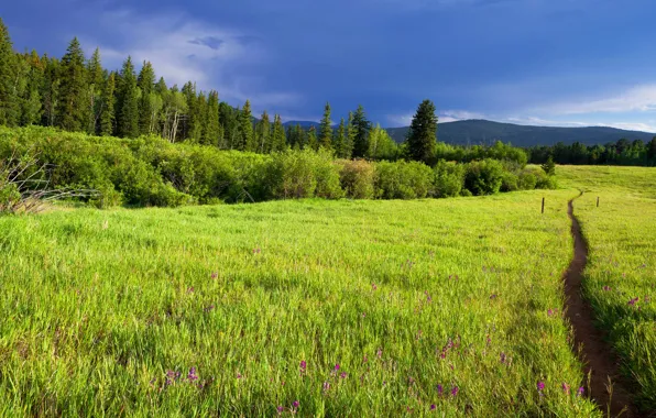 Picture greens, field, forest, summer, grass, flowers, mountains, blue