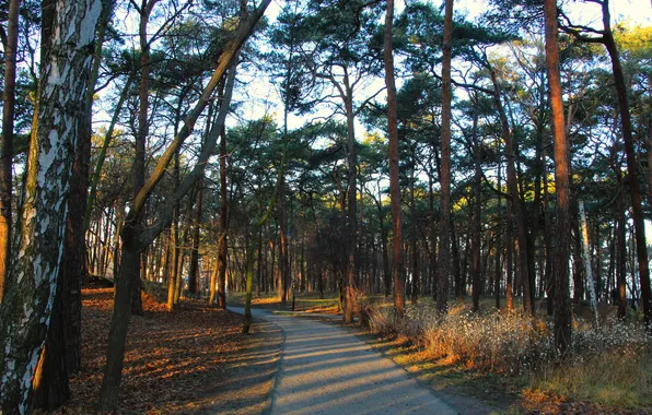 Trees, park, autumn, alley