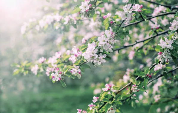 Wallpaper flowers, Apple, light, Apple blossoms, leaves, bokeh, haze, flowering