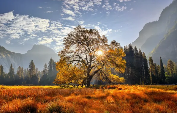 Trees, mountains, tree, meadow, CA, California, Yosemite national Park, Yosemite National Park