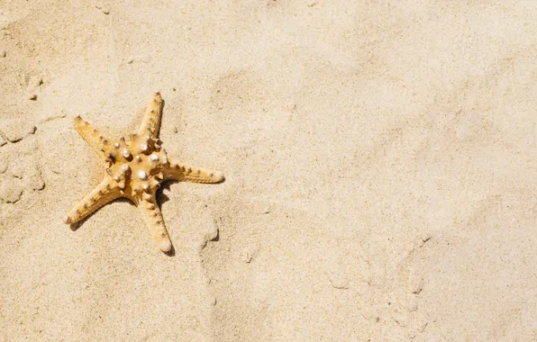 Sand, sea, beach, star, summer, beach, sea, sea