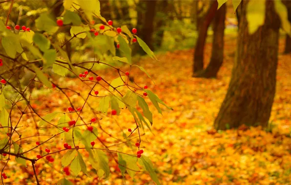 Picture Autumn, Fall, Foliage, Autumn, Colors, Leaves