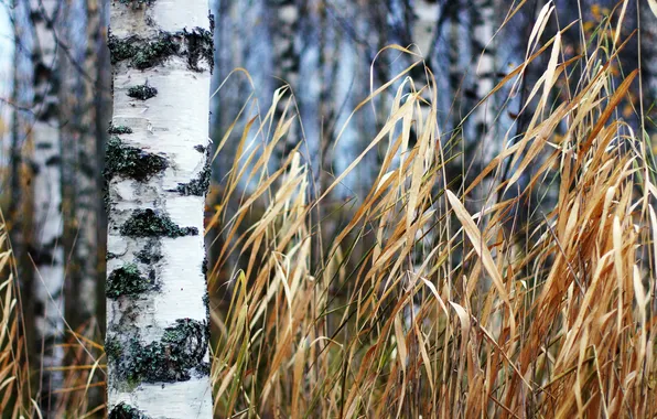 Autumn, grass, birch