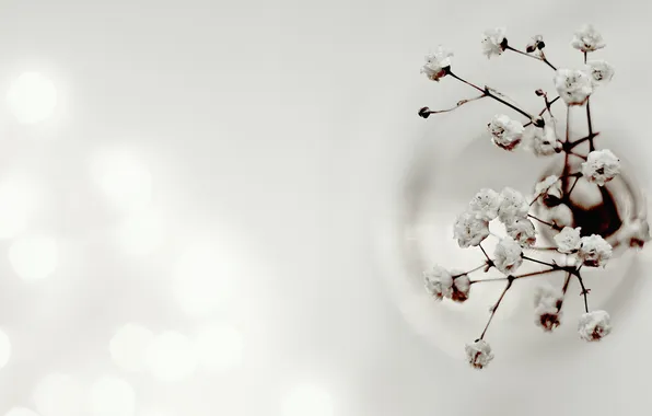 Picture flower, branch, white background, vase, bokeh