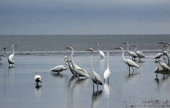 Picture birds, Sunrise, Florida, National Park, Everglades, Egrets