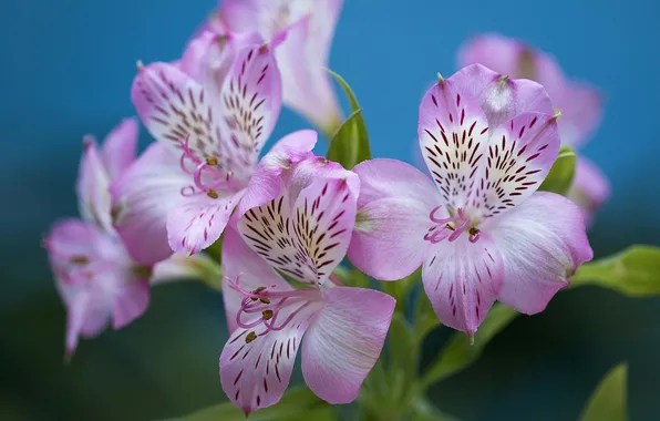 Macro, nature, petals, inflorescence