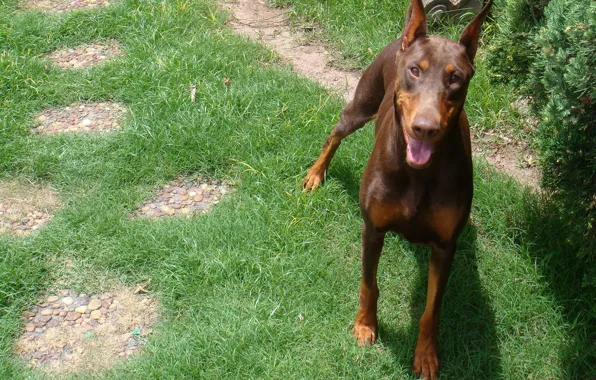 Picture language, grass, look, Doberman, red, color, brown, green