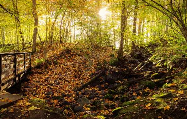 Autumn, forest, leaves, the sun, trees, Park, stones, moss