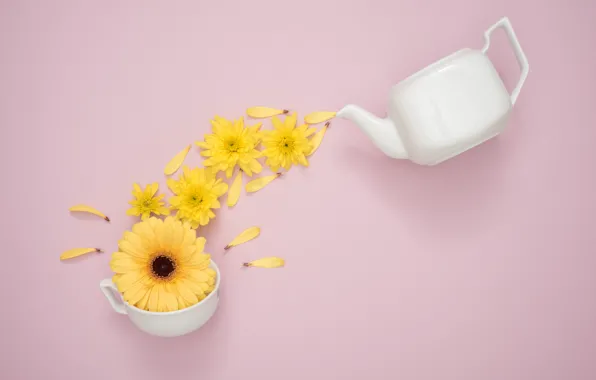 Flowers, background, pink, yellow, petals, Head, decor, gerbera