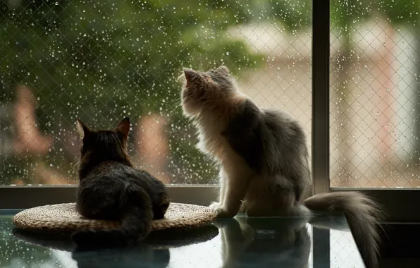 Picture cats, house, rain, window