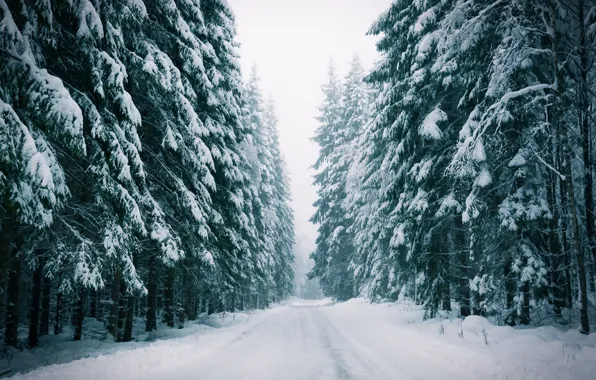 Winter, road, forest, fog