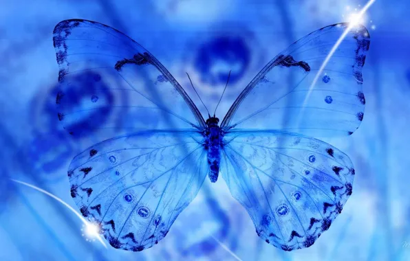 Picture transparency, macro, butterfly, wings, blue, macro
