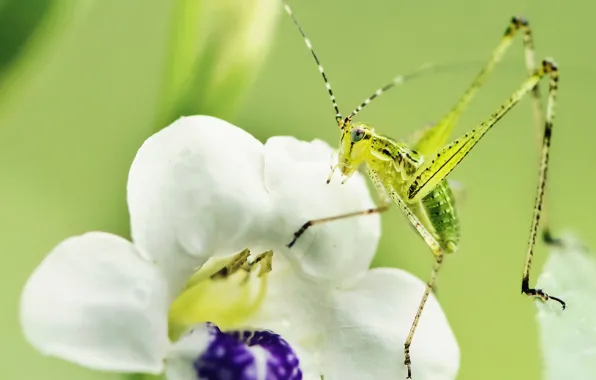 Picture flower, macro, nature, insect