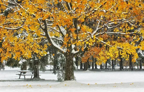 Picture autumn, leaves, snow, trees, Park, table, bench