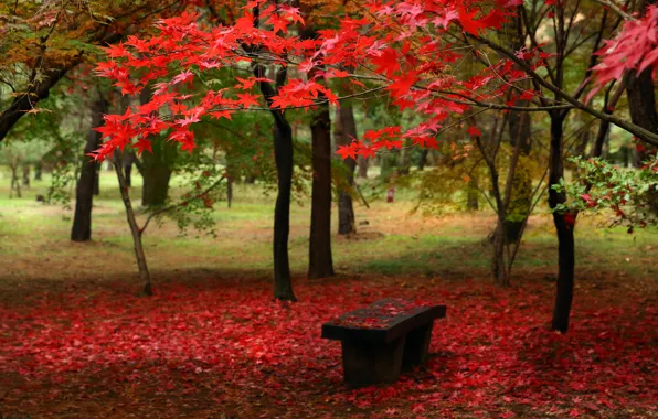 Picture autumn, leaves, trees, Park, bench, the crimson