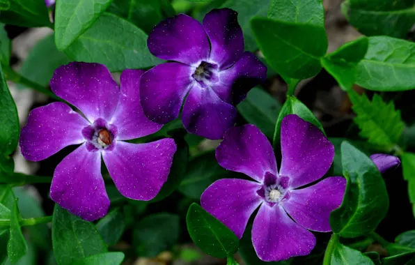 Picture leaves, nature, petals, Periwinkle