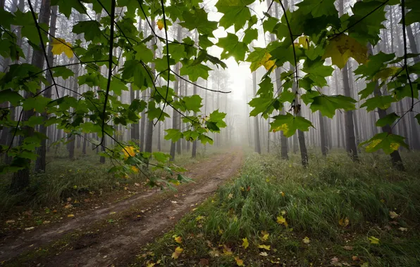 Picture road, autumn, forest, grass, trees, landscape, branches, nature