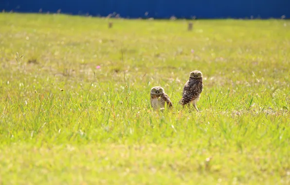 Birds, glade, two, owls, a couple, owls