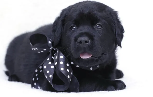 Picture black, puppy, bow, Labrador