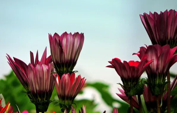 Picture Flowers, Flowers, Bokeh