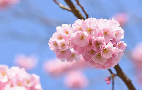 The sky, light, flowers, cherry, branch, spring, Sakura, pink