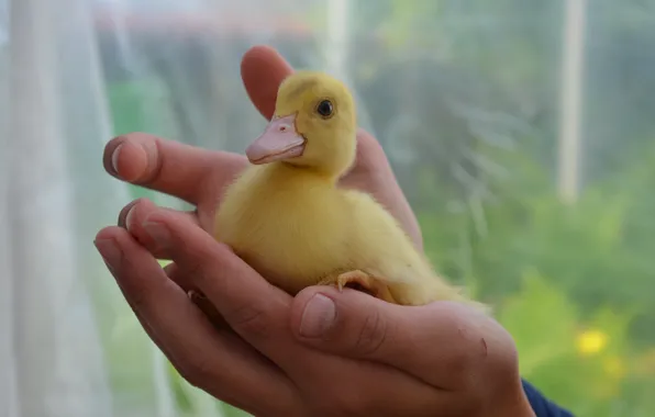 Yellow, kindness, hands, duck