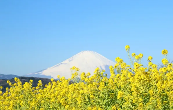 The sky, flowers, mountain, Japan, Fuji