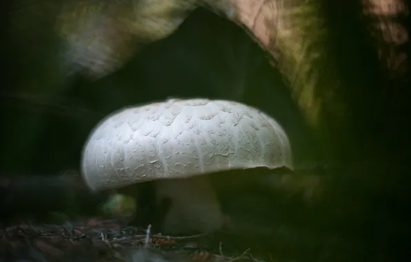 Picture background, mushroom, blur, bokeh