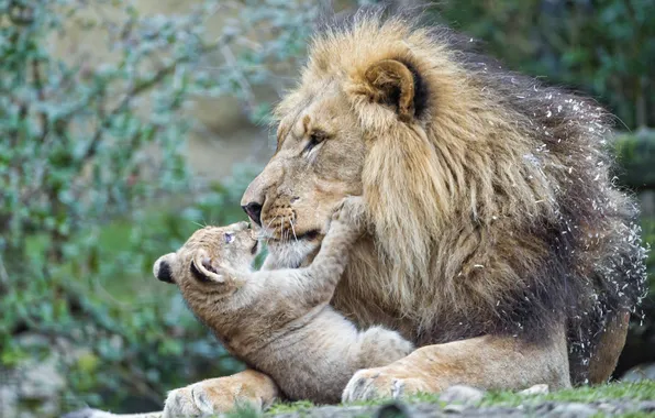 Picture cat, Leo, cub, kitty, lion, ©Tambako The Jaguar