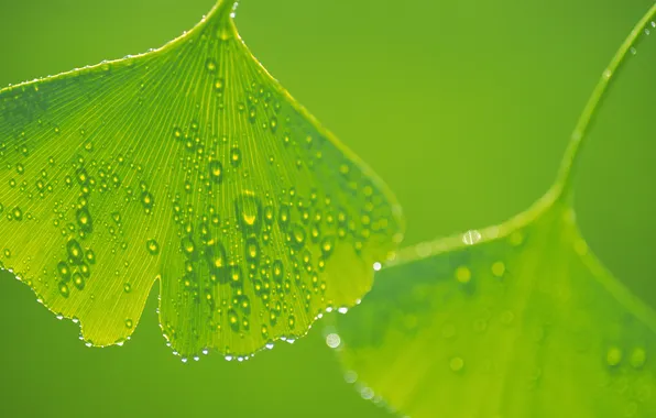 Summer, leaves, green, leaves