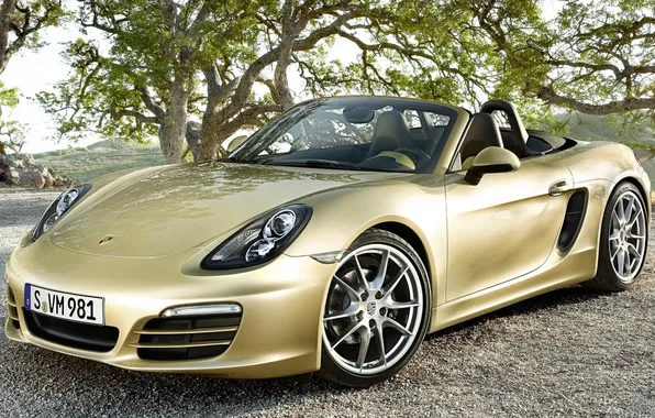 Picture branches, tree, porsche, Porsche, Golden, gravel, the front, boxster