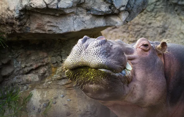 Background, Hippo, zoo