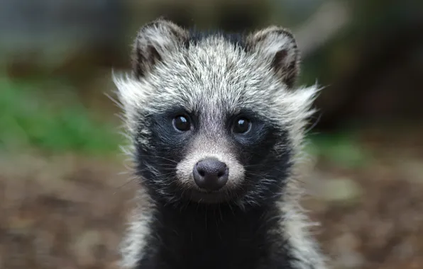 Look, baby, raccoon, ears
