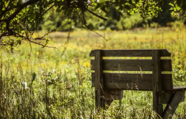 Field, summer, bench