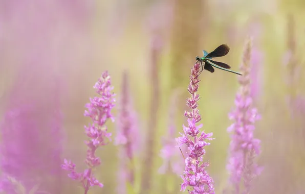 Macro, flowers, dragonfly