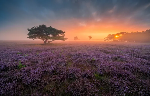 Trees, sunset, Netherlands, Heath, Heather