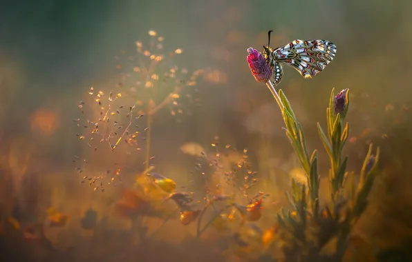 Picture flowers, glare, butterfly, glade, meadow, insect, Wallpaper from lolita777