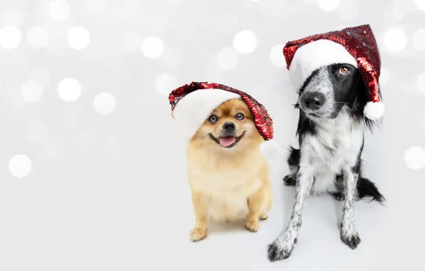 Language, look, pose, glare, black and white, dog, paws, Christmas