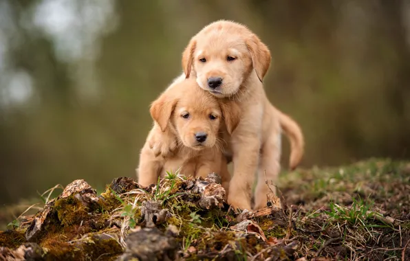 Dogs, grass, look, nature, background, moss, legs, puppies