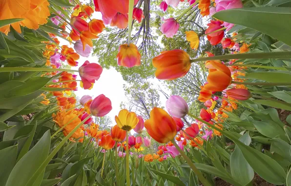 The sky, trees, flowers, branches, Park, bright, beauty, round